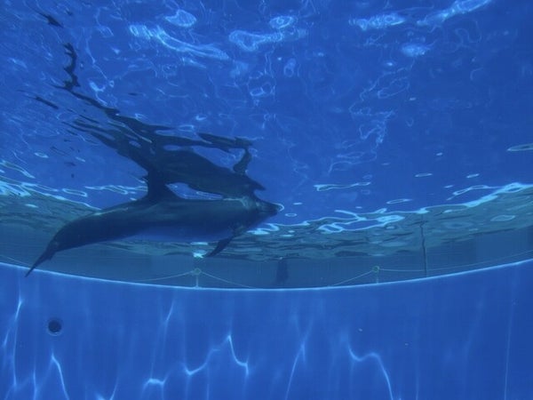 ■【博多発着】食べて歩いて佐世保発見!九十九島の絶景へ 佐世保癒しのバスツアー1